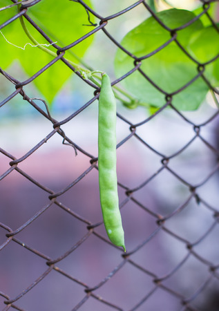 bean growing in the gardenの写真素材