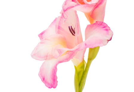 gladiolus isolated on white backgroundの写真素材