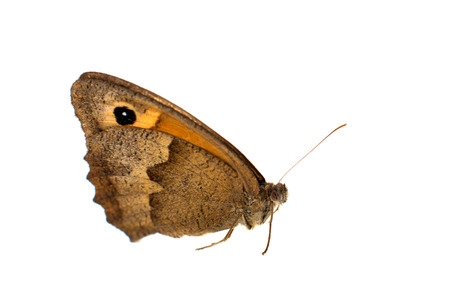 butterfly isolated on white background