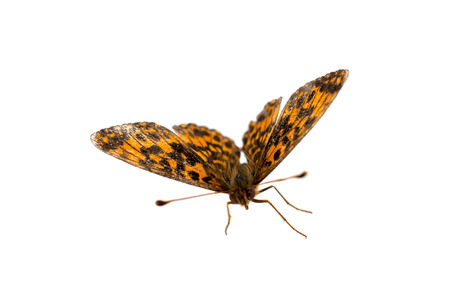butterfly isolated on white backgroundの写真素材