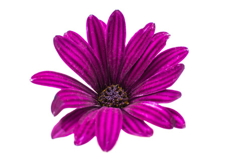 Osteospermum Daisy or Cape Daisy Flower Flower Isolated over White Background. Macro Closeupの写真素材