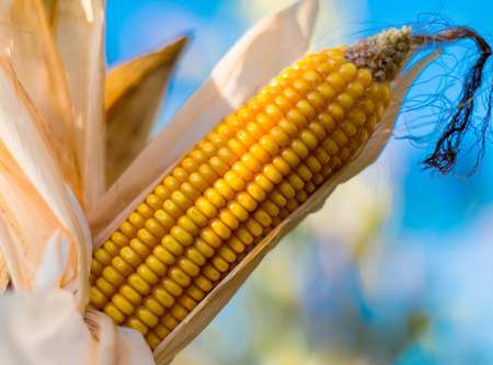 ripe corn growing in the fieldの写真素材