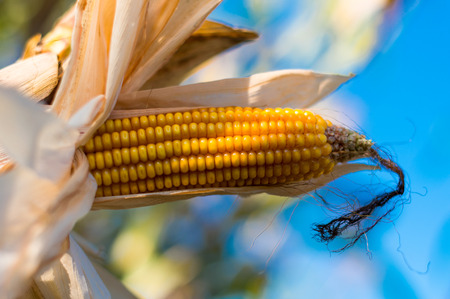 ripe corn growing in the field