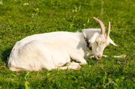 Portrait of a goat on a green meadow.の写真素材