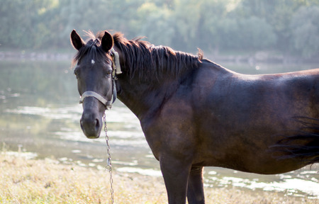 horse grazing in a meadowの写真素材