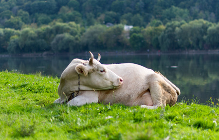 cow grazing in a meadowの写真素材