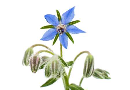 borage on a white backgroundの写真素材