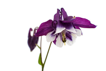 aquilegia flower isolated on white backgroundの写真素材