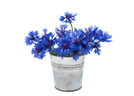 Beautiful blue cornflower isolated on white backgroundの写真素材