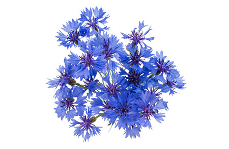 Beautiful blue cornflower isolated on white backgroundの写真素材