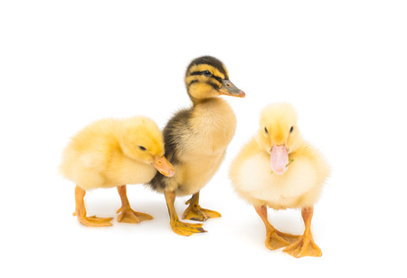 ducklings isolated on white backgroundの写真素材