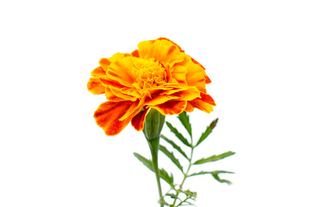 marigold flowers on a white backgroundの写真素材