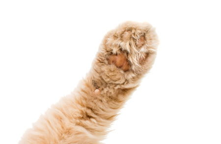 cat paw isolated on white backgroundの写真素材