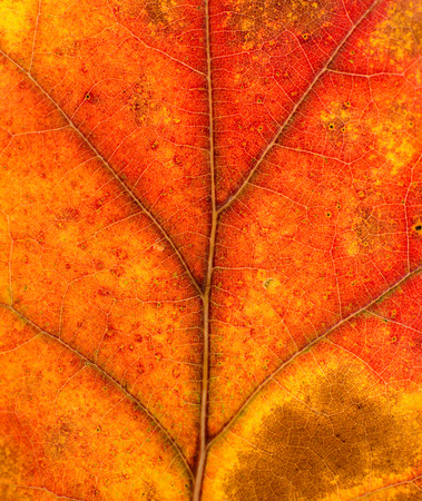closeup texture of autumn leaf