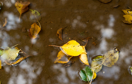 yellow autumn leaves in the water