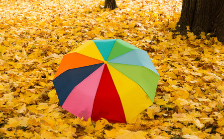 umbrella on autumn leavesの写真素材