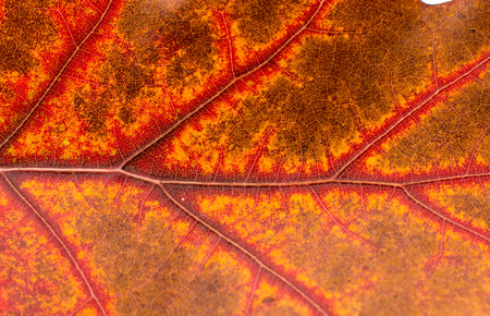 closeup texture of autumn leaf