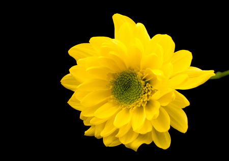 yellow chrysanthemum on a black backgroundの写真素材