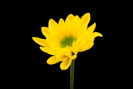 yellow chrysanthemum on a black backgroundの写真素材
