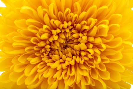 Beautiful yellow chrysanthemum closeupの写真素材