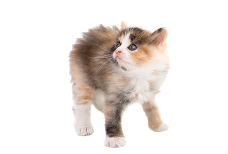 little kitten on white backgroundの写真素材