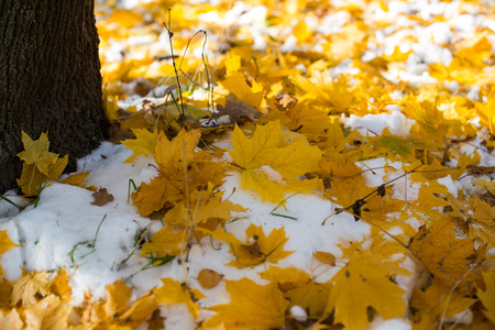 autumn leaves in the snowの写真素材