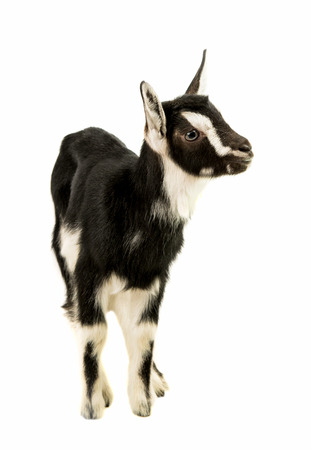 little goat on a white backgroundの写真素材