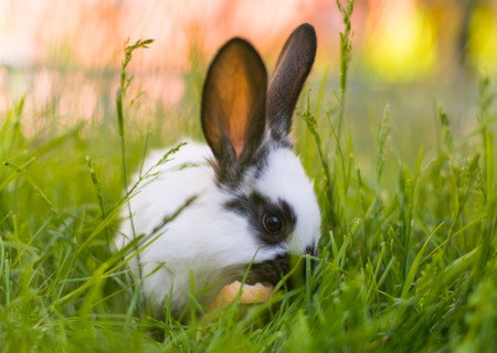 little rabbit in the grassの写真素材