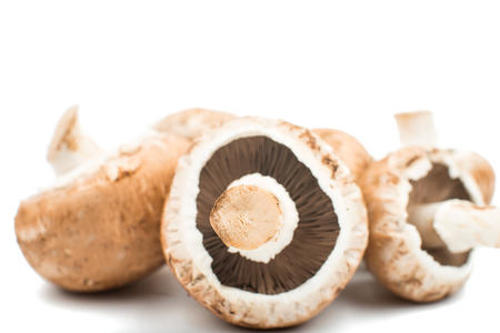 mushroom on a white backgroundの写真素材