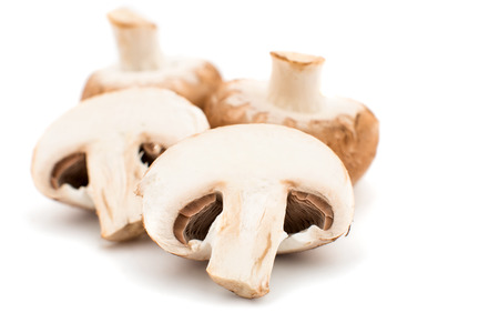 mushroom on a white backgroundの写真素材