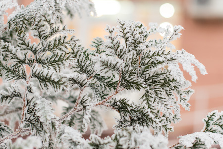 winter holiday background of spruce in the snowの写真素材