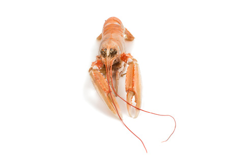 shrimp with pincers isolated on white backgroundの写真素材