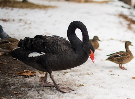 black swanの写真素材