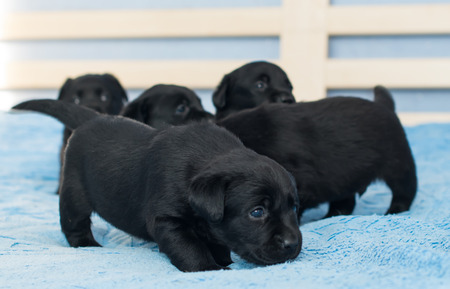 little black Labradors in bedの写真素材