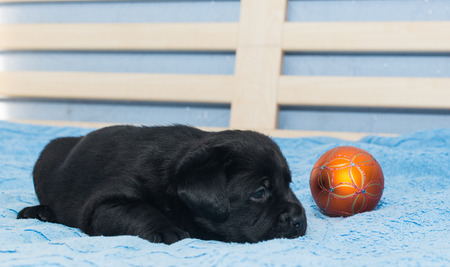 little black Labradors in bedの写真素材