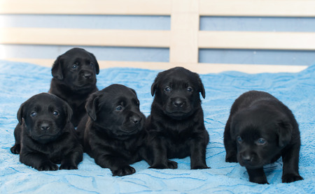 little black Labradors in bedの写真素材