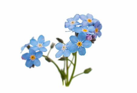 forget-me-flower on a white backgroundの写真素材