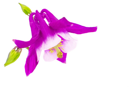 aquilegia flower isolated on white backgroundの写真素材