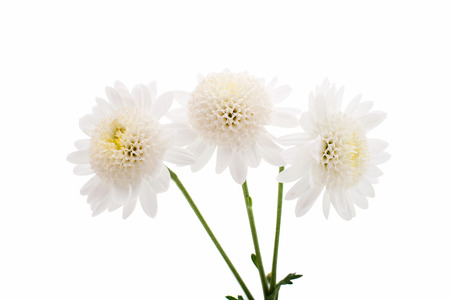 white chrysanthemum on a white backgroundの写真素材