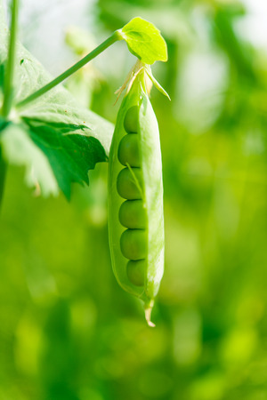 peas growing on the farmの写真素材