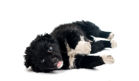 puppy isolated on white backgroundの写真素材
