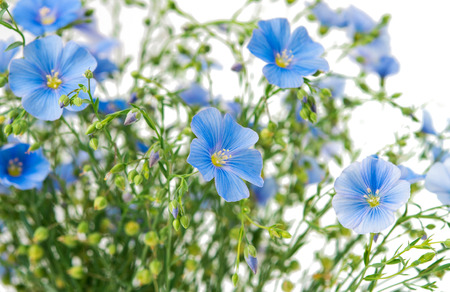 flax flower on a white backgroundの写真素材