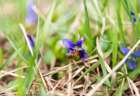 Wood Violet or Dog Violet in woodland in springtime
