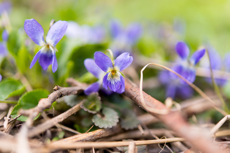 Wood Violet or Dog Violet in woodland in springtime
