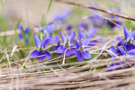 Wood Violet or Dog Violet in woodland in springtimeの写真素材