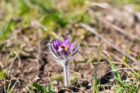 first flowers growing on the spring meadowの写真素材