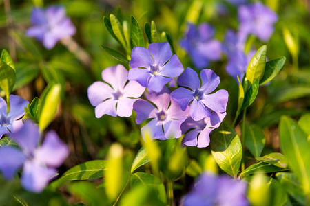 periwinkle flowers growing in the meadowの写真素材