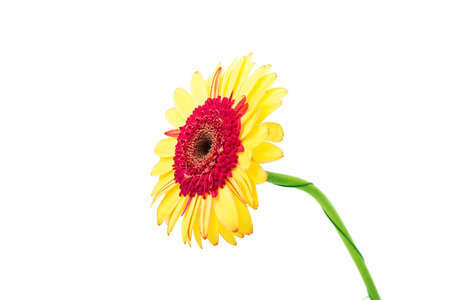 gerbera flower on a white backgroundの写真素材