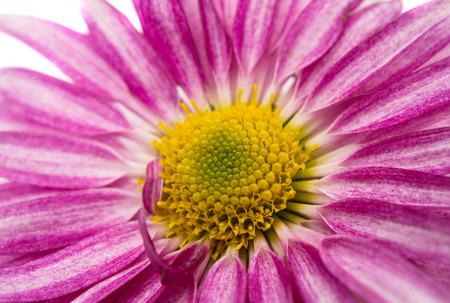 pink chrysanthemum on white backgroundの写真素材