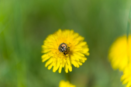 dandelion flower with insects on meadowの写真素材